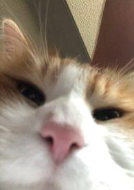 人浪中想真心告白（父子丼，）